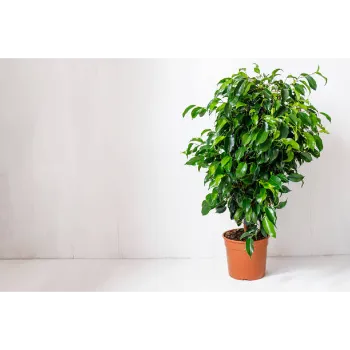 Ficus Benjamina Plants